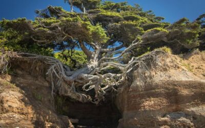 Leiderschap in transitie: je verlies kunnen nemen